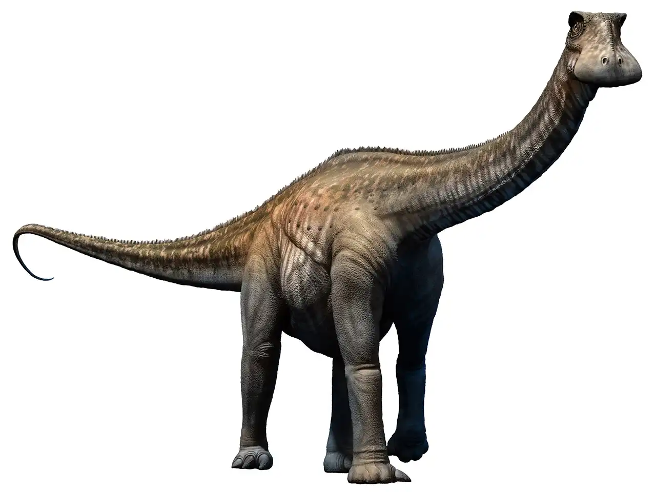 ニジェールサウルス（Nigersaurus） | 探そう！好きな恐竜