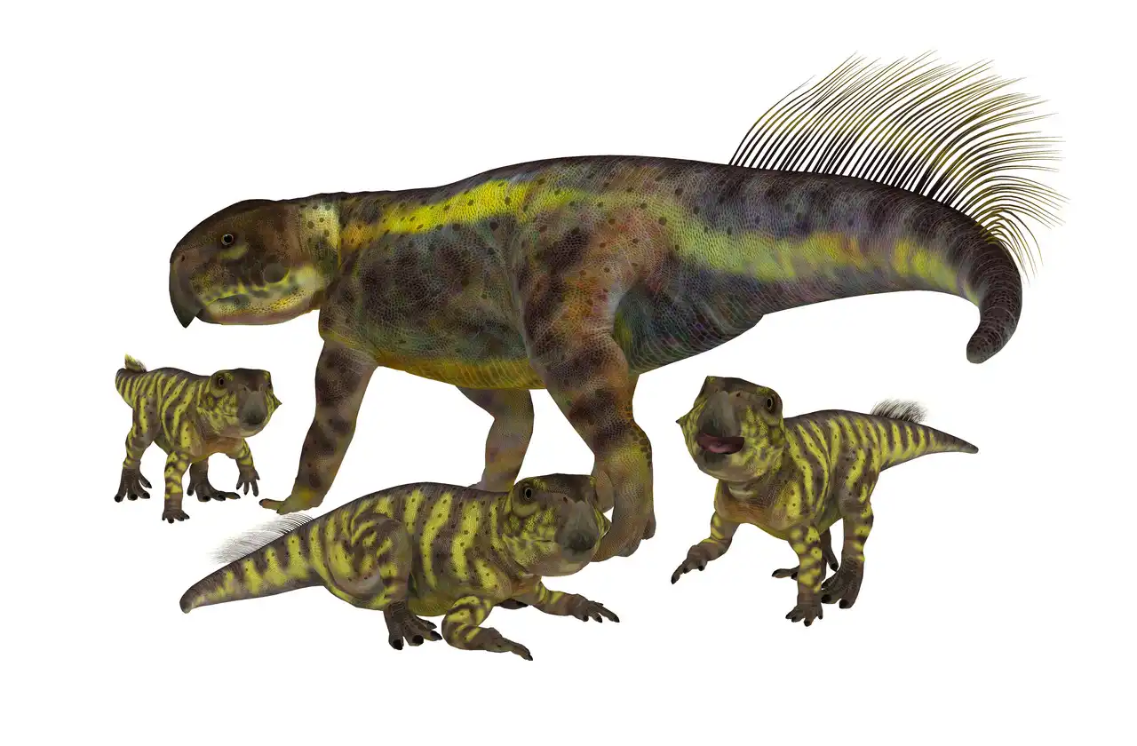 プシッタコサウルスの歯化石　18mm 恐竜の化石　Psittacosaurus プシッタコサウルス - Wikipedia