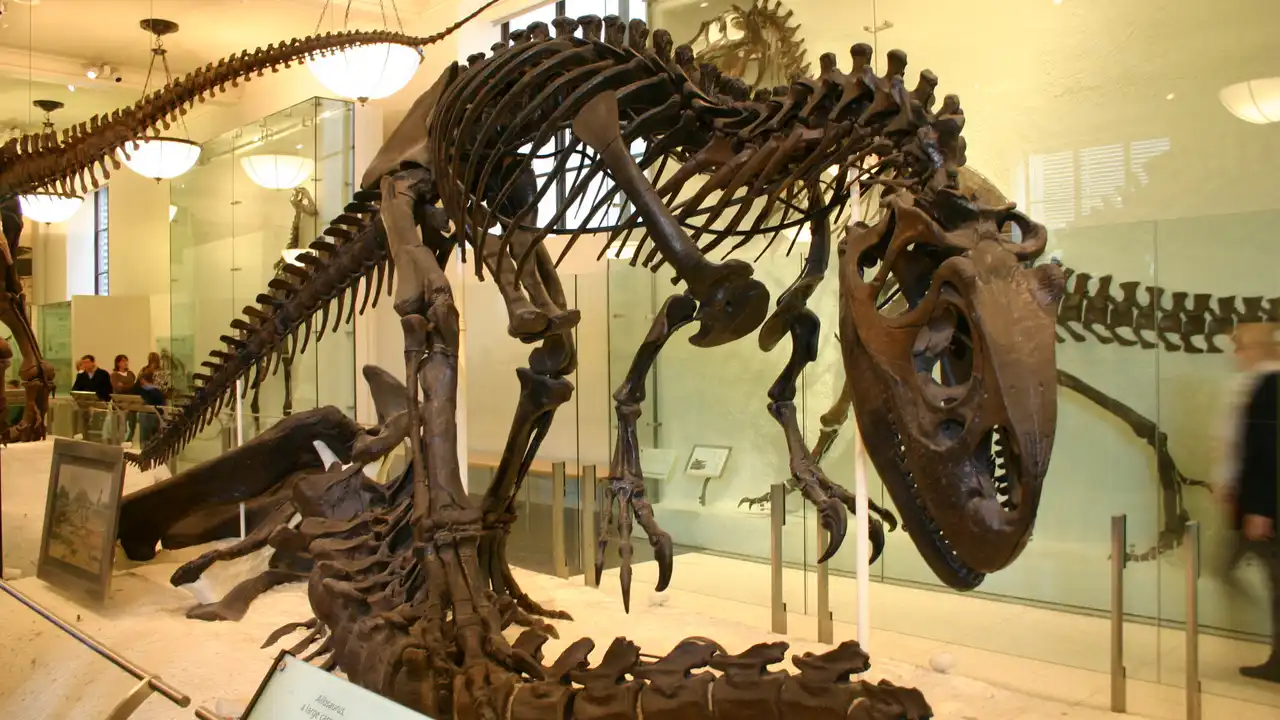 Dinosaurs アロサウルス ステゴサウルス 化石 アロサウルス THE ジュラ