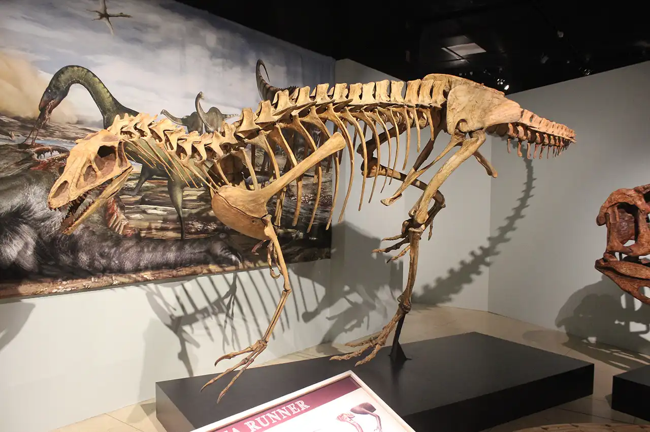 デルタドロメウス（Deltadromeus） | 探そう！好きな恐竜