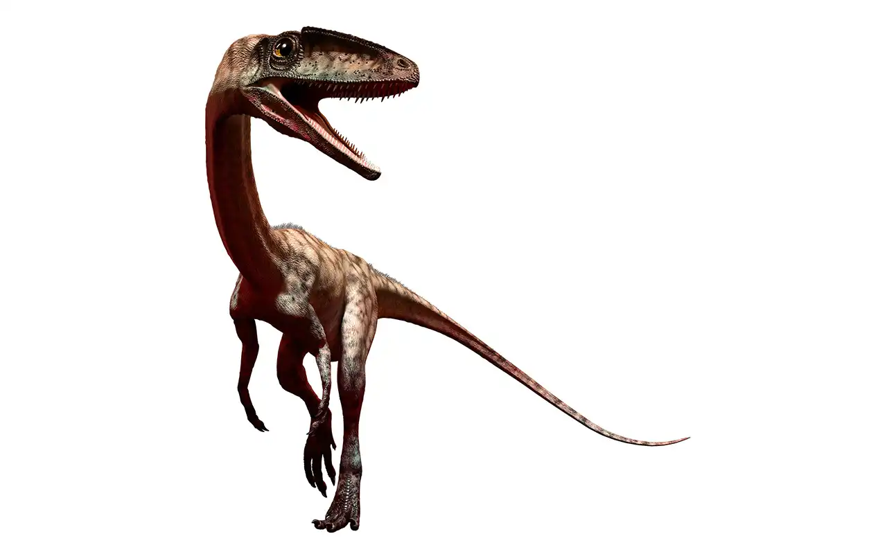 コエロフィシス（Coelophysis） | 探そう！好きな恐竜
