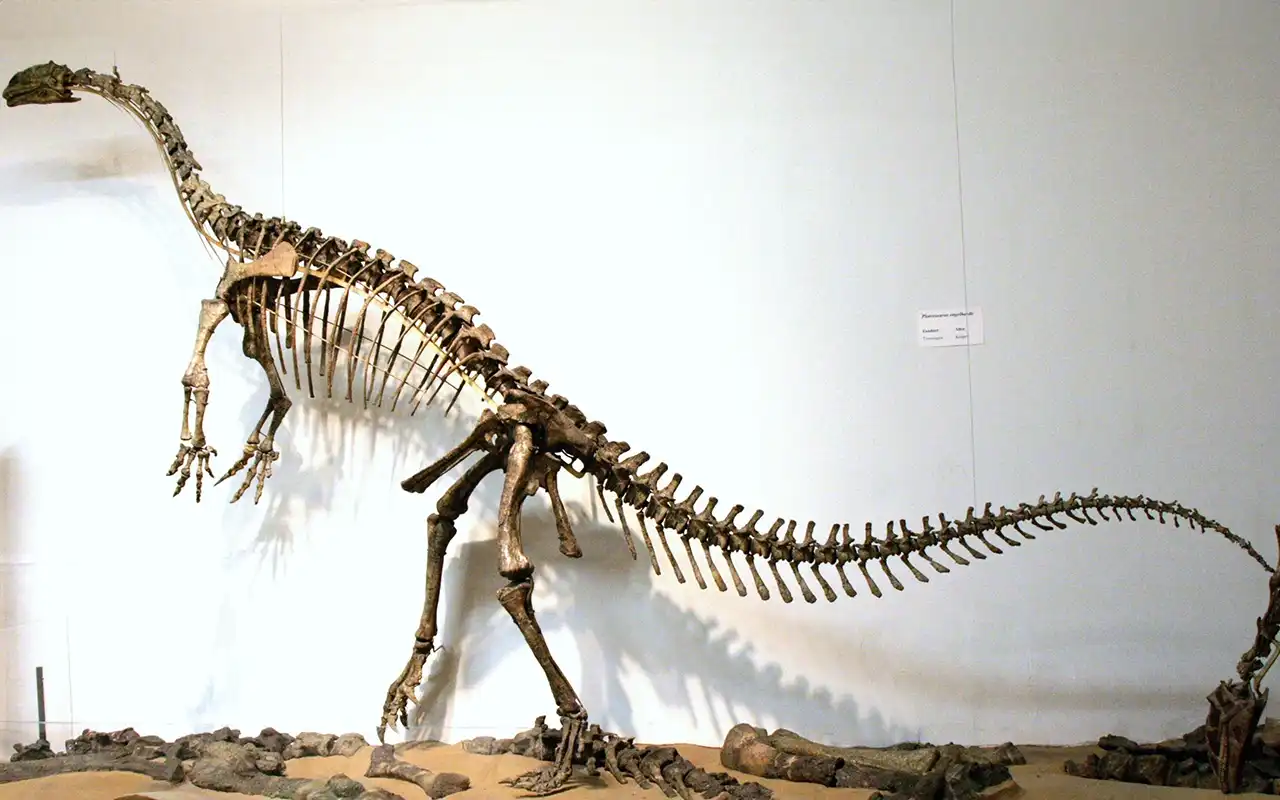 竜脚類 脚部 化石 プラテオサウルス 標本 恐竜 三葉虫 歯 牙 爪 1186② 竜脚類 脚部 化石 プラテオサウルス 標本 恐竜 三葉虫 歯 牙 爪