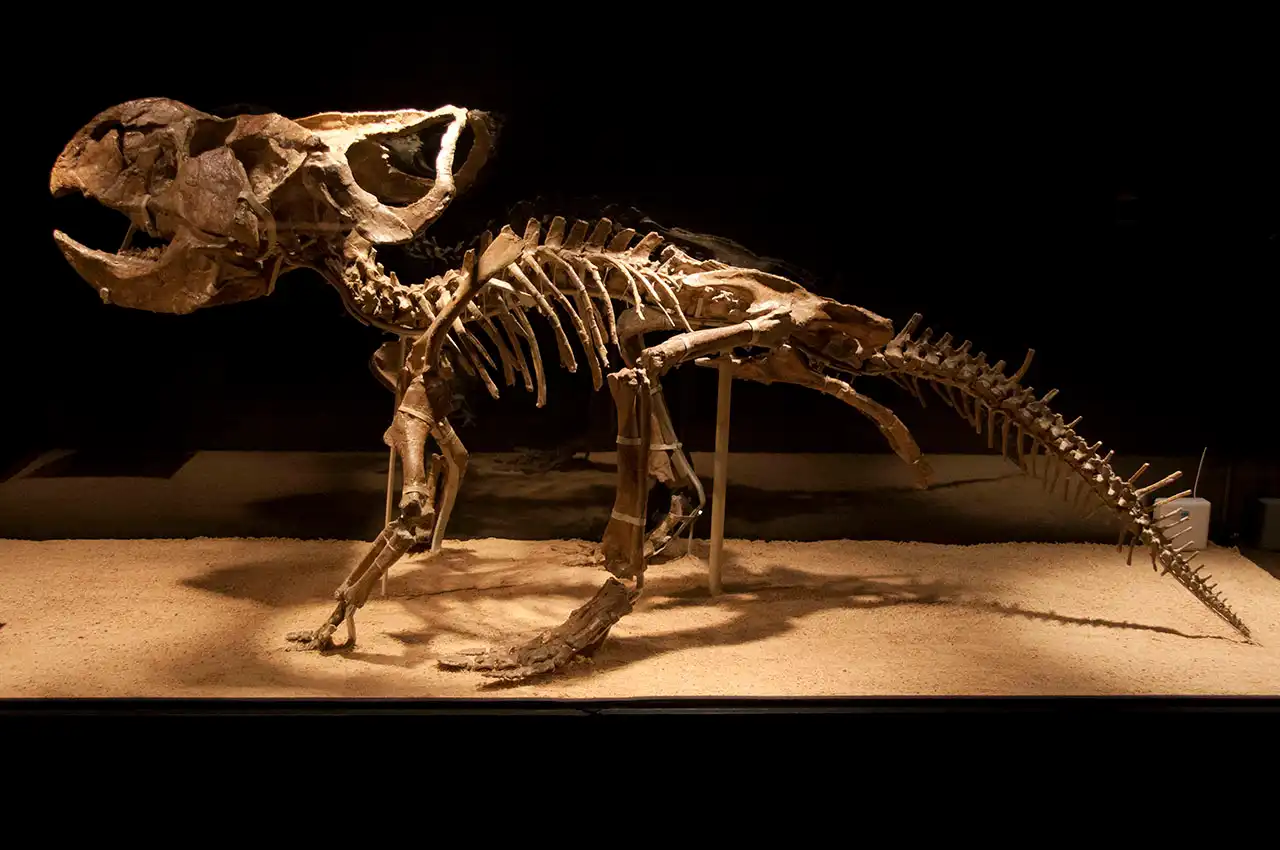 プロトケラトプス(Protoceratops) | 探そう!好きな恐竜 プロトケラトプス(Protoceratops) | 探そう!好きな恐竜