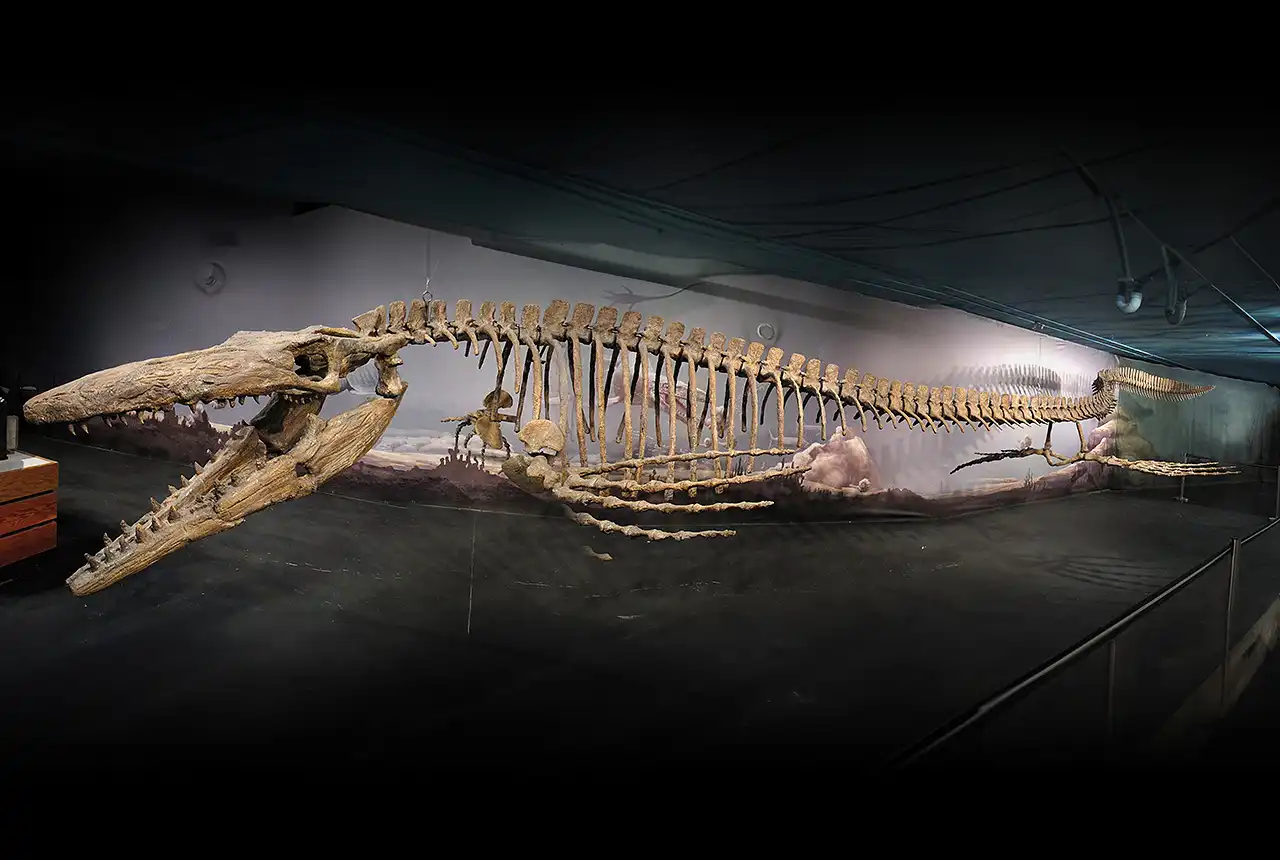 ティロサウルス（Tylosaurus） | 探そう！好きな恐竜