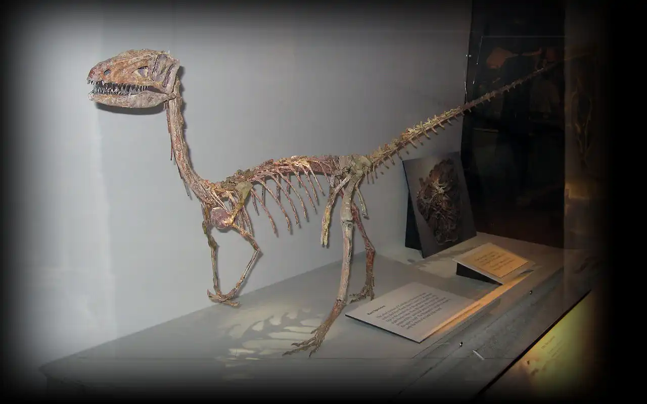 コエロフィシス（Coelophysis） | 探そう！好きな恐竜