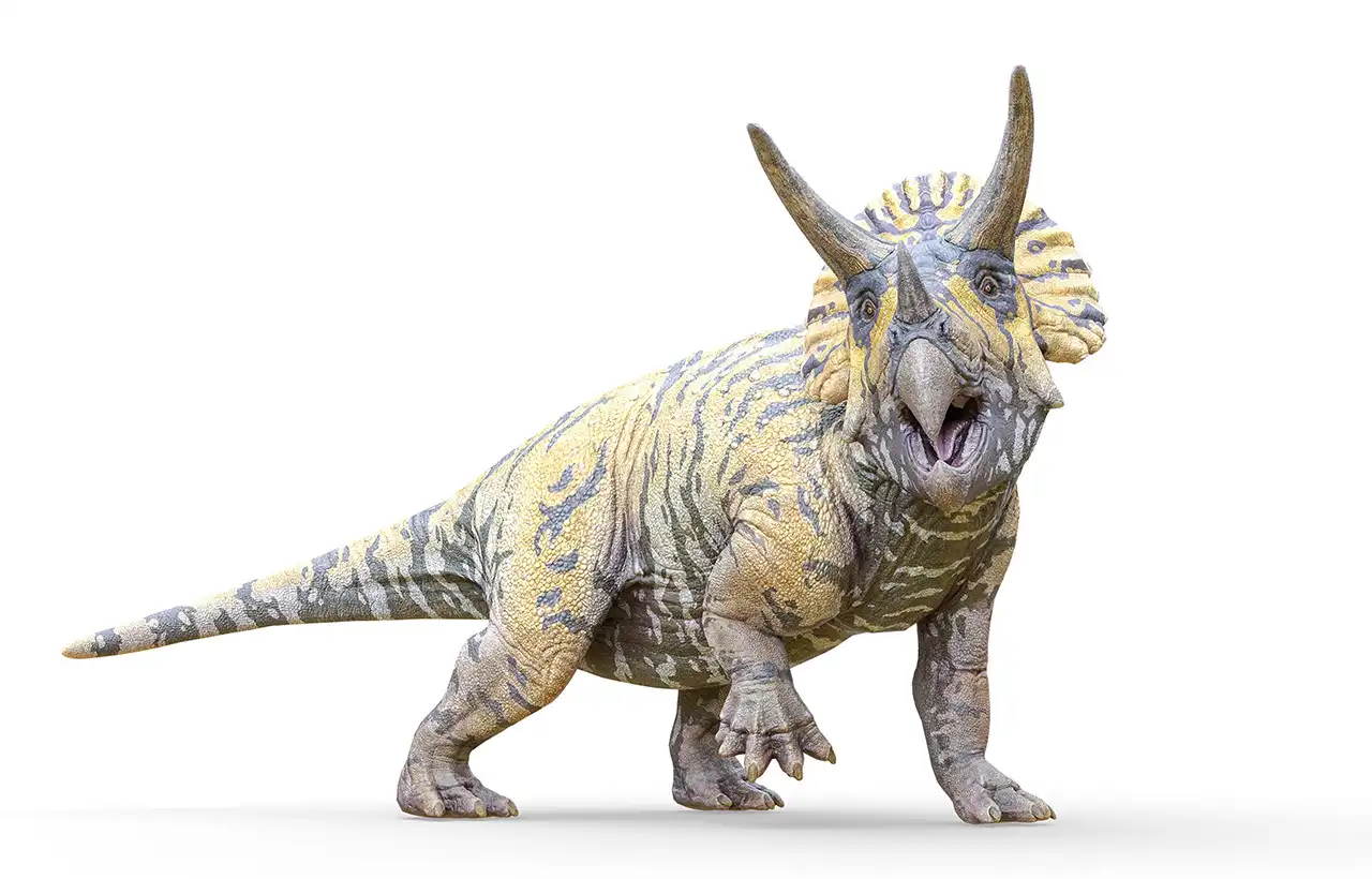 玉骨標本 トリケラトプス Triceratops 恐竜 dinosaur 玉骨標本 トリケラトプス Sサイズ 半完成品(研磨なし) – 合同