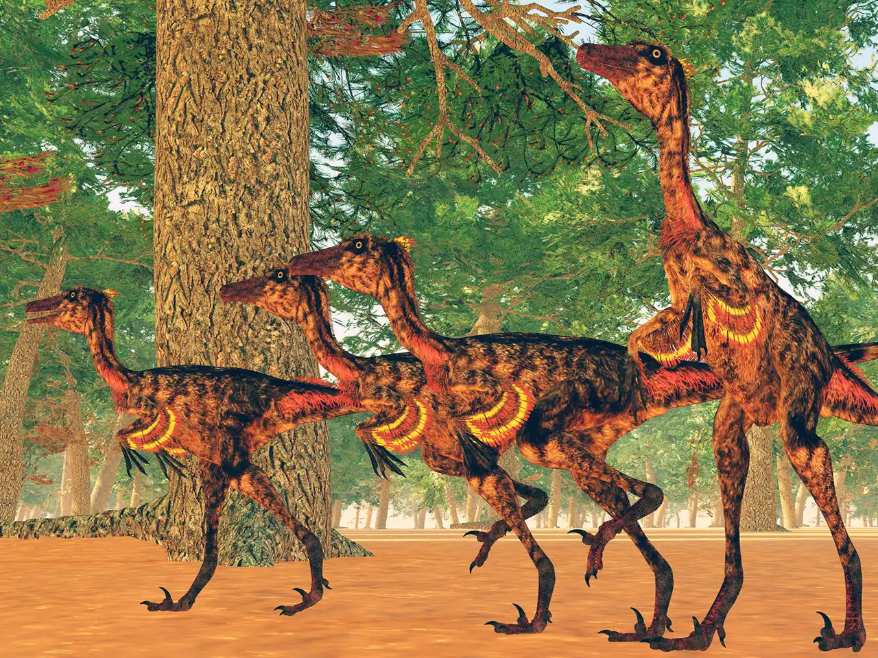 化石 恐竜 北米産 レア！トロオドンの美麗歯 実物 値段交渉可能 1～3万