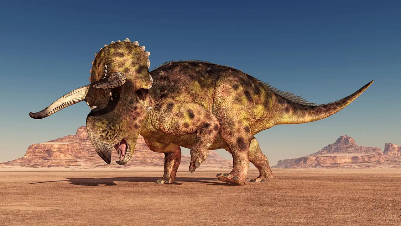 ナーストケラトプス(Nasutoceratops) 探そう!好きな恐竜